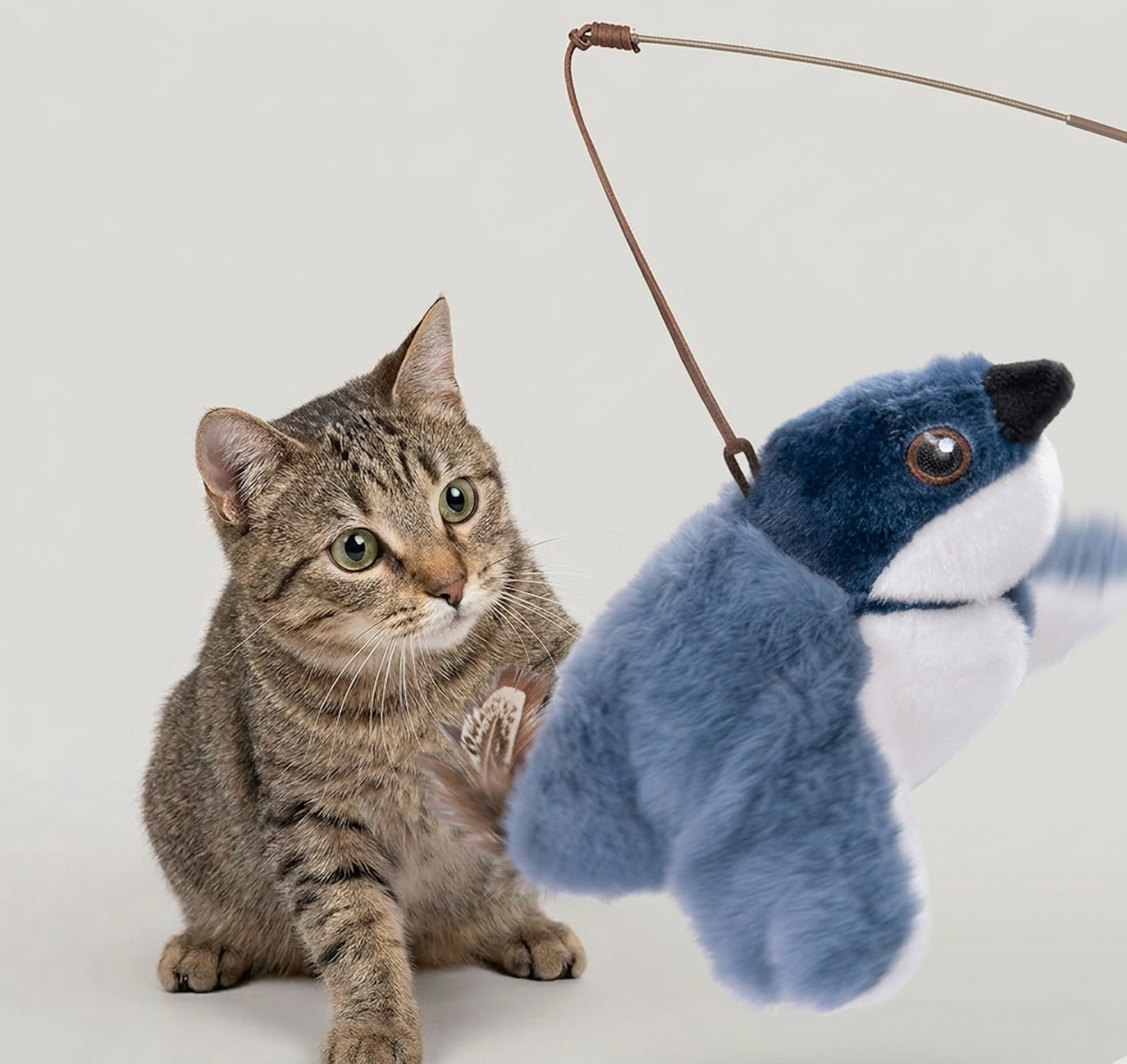 Cat Toys & Enrichment